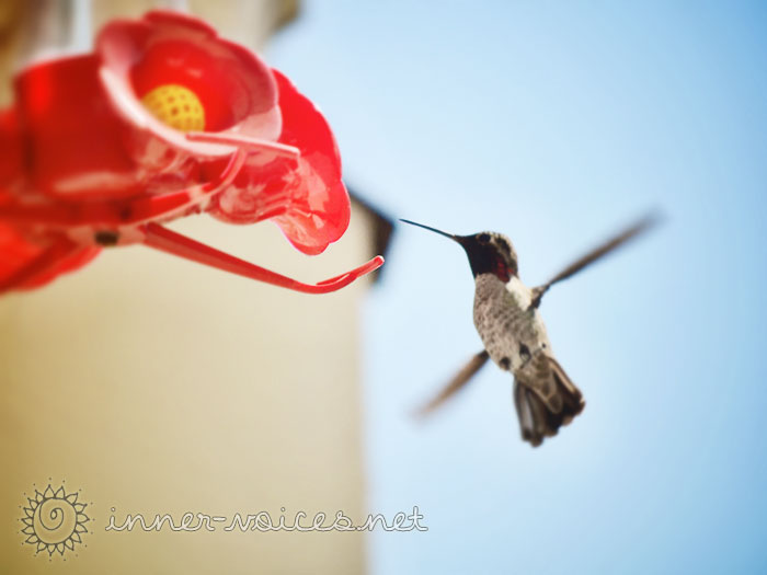 Hummingbird