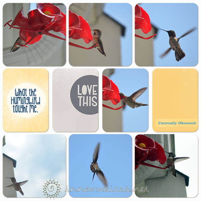 thehummingbird